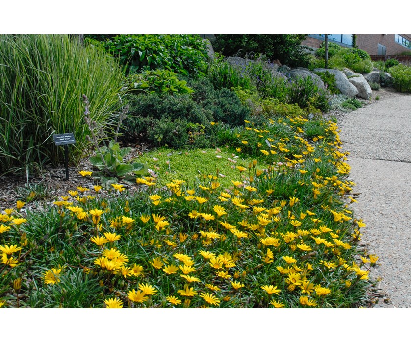 Colorado Gold Gazania